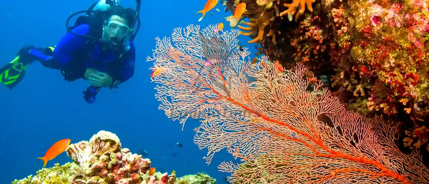 Best Time to Visit Egypt for Diving Adventures 3 Exploring-Egypt’s-Diverse-Marine-Life-and-Under-Water-Wonders