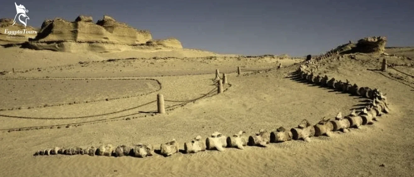 The Geological Formation of Wadi Al-Hitan and its Stunning Landscapes 3 What-do-the-ancient-whale-fossils-in-Wadi-Al-Hitan-represent-EgyptaTours