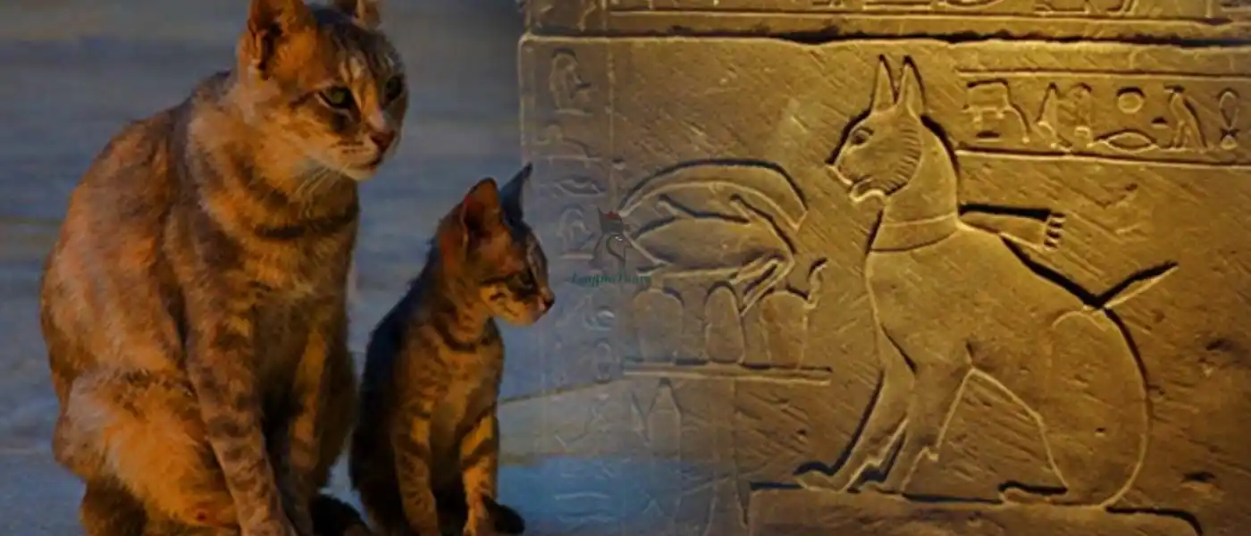 Fun Facts about Egypt For Kids 9 Cats-Were-Very-Special-in-Ancient-Egypt-Fun-Facts-about-Egypt-For-Kids-EgyptaTours