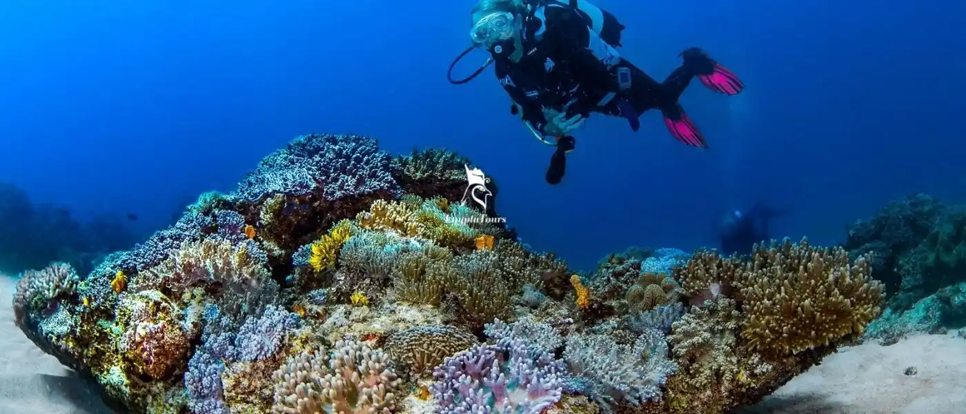 The Best Hurghada Diving Sites: A Diver’s Paradise Awaits 4 Shaabruhr-Umm-Gamar-The-Best-Hurghada-Diving-Sites
