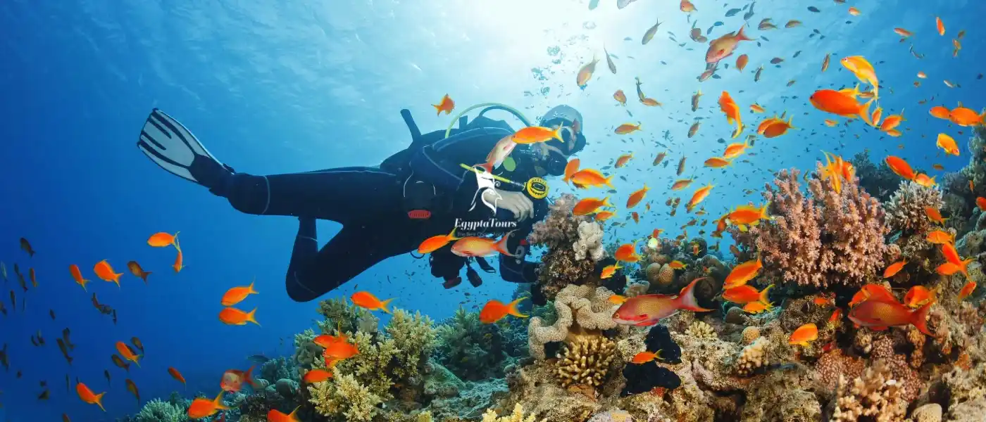 The Best Hurghada Diving Sites: A Diver’s Paradise Awaits 2 The-Abu-Ramada-dive-site-The-Best-Hurghada-Diving-Sites-EgyptaTours
