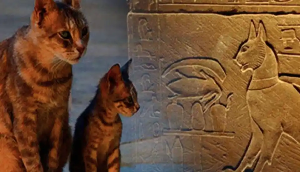 Animals Gods in ancient Egypt: Unveiling the Fascinating Power