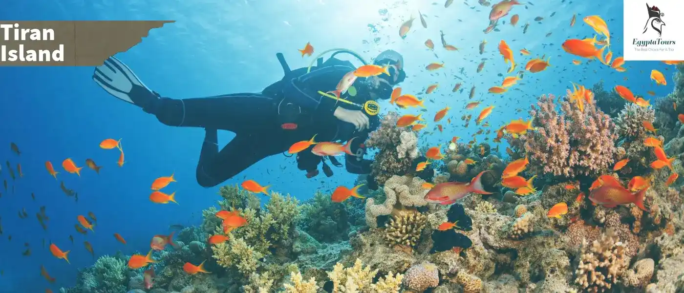 Tiran-Island-Various-tourist-activities-EgyptaTours