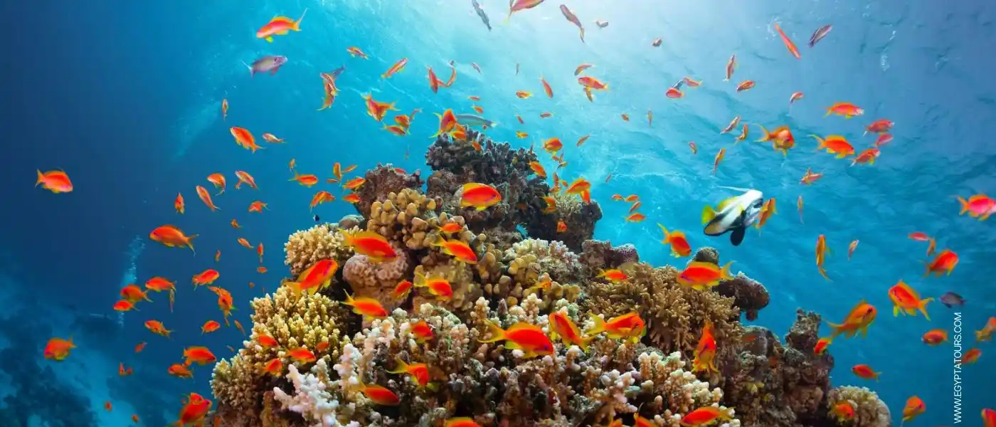 Ras Mohamed National Park: A Complete Guide to Egypt’s Natural Paradise 6 What-is-Inside-Ras-Muhammad-Park-EgyptaTours