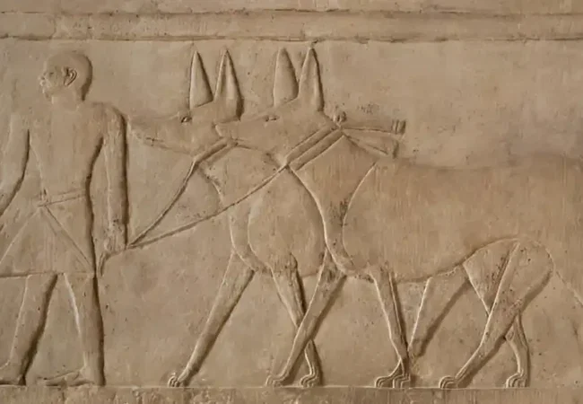 Dogs-in-Ancient-Egypt-EgyptaTours-Featured-Image