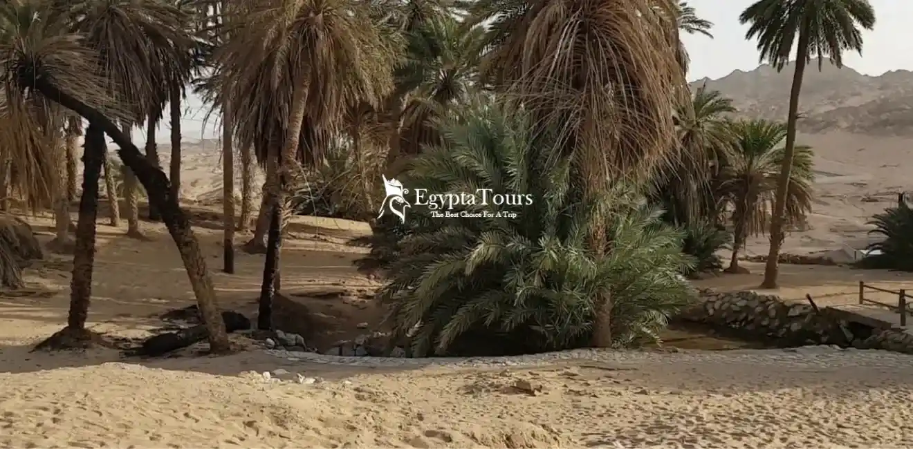 Sinai Peninsula 5 Therapeutic-Tourism-in-the-Springs-of-Moses-In-Sinai-Peninsula-EgyptaTours