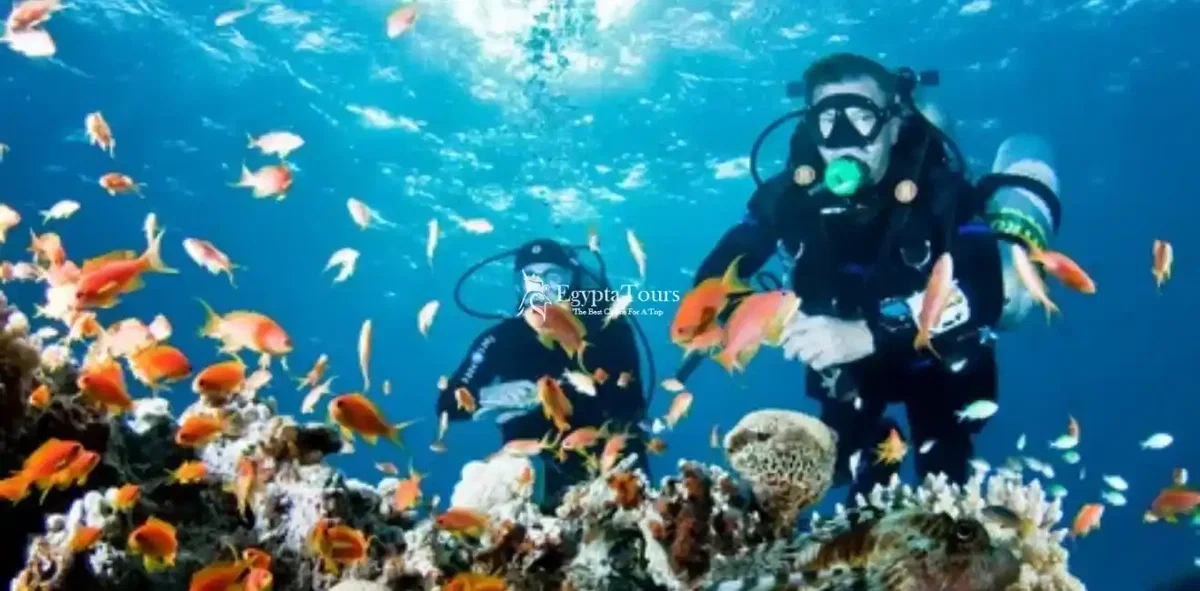 Diving-and-Marine-Excursions-Related-to-the-Red-Sea-EgyptaTours