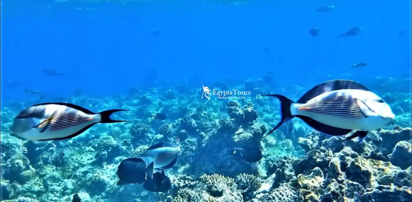 Things To Do From Safaga Port 5 A -World -Of- Magic- And -Beauty- Underwater-Things-To-Do-From-Safaga-Port-EgyptaTours