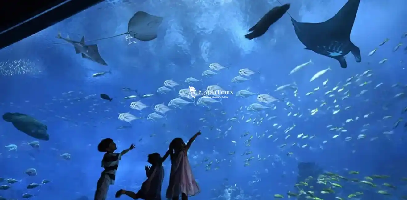 Family-Activities-In-Egypt-For-Kids-Hurghada-Aquarium-Underwater-Experience